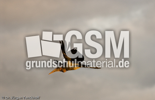 Marabu (11 von 33).jpg